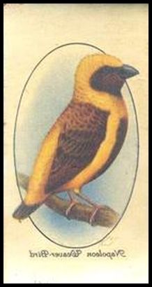 38 Napoleon Weaver Bird